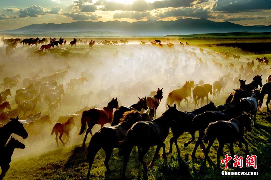 Xinjiang : paturage de milliers des chevaux de Yili 