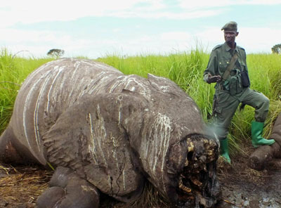 Le plus grand éléphant d'Afrique a été tué pour son ivoire