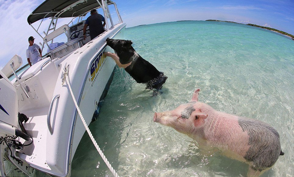 Bahamas : heureux comme un cochon dans l'eau !