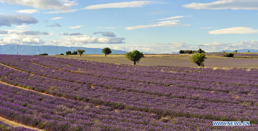 EN IMAGES: Champs de lavande en Provence