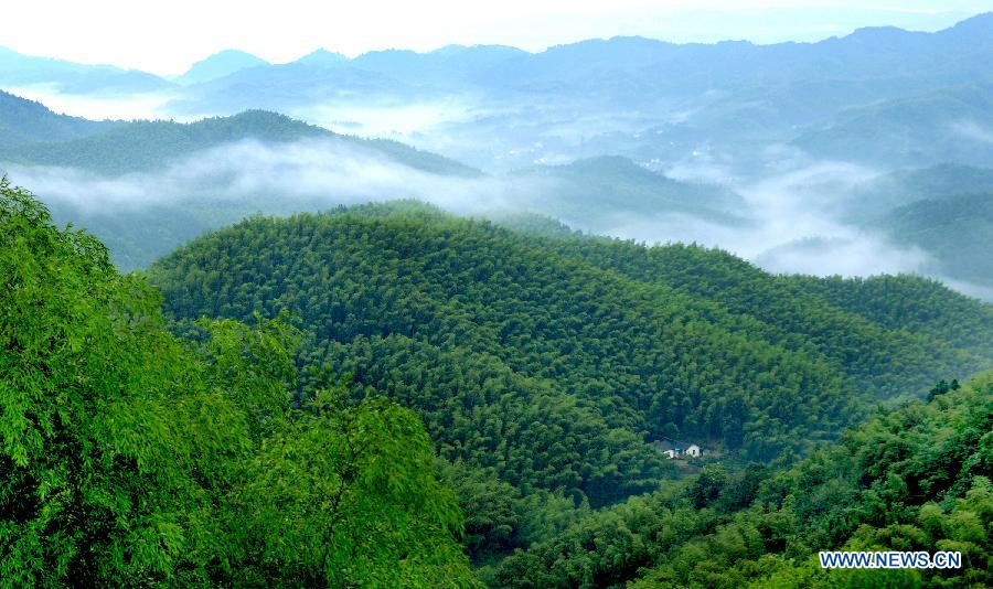 Chine: la mer de bambou dans la province de l'Anhui