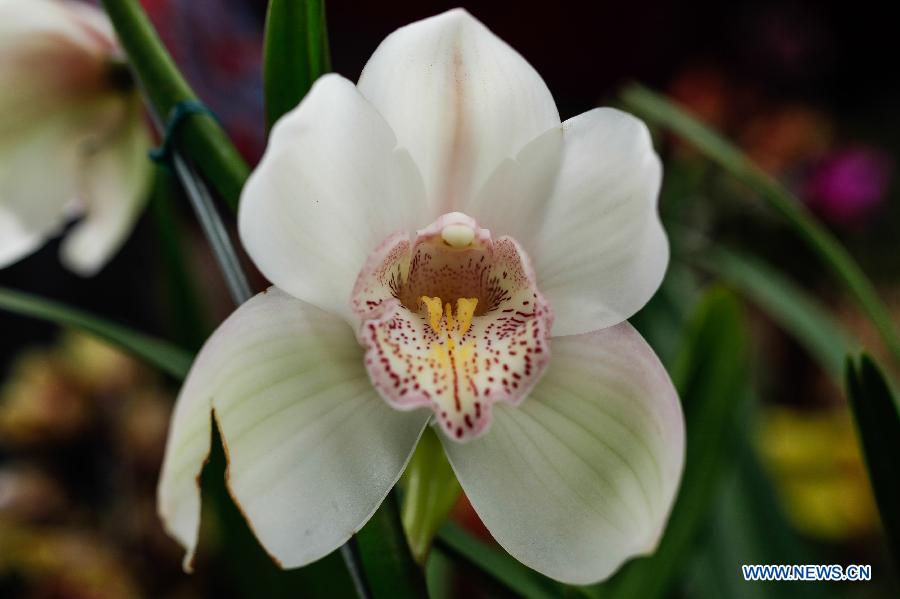 Exposition nationale d'orchidée à Bogota