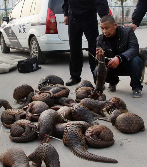 Un suspect tenant un pangolin, après l’arrestation par la police d’un véhicule transportant 39 animaux du c?té de Fangchenggang, la région autonome Zhuang du Guangxi, en janvier dernier.