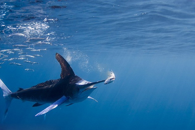 Des Marlins en chasse