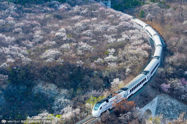 Le 5 avril 2015, un train à grande vitesse du réseau de la compagnie CRH, passe à travers un champ d'abricotiers en fleurs, sur le tron?on Juongguan de la Grande Muraille. [Photo/CFP]