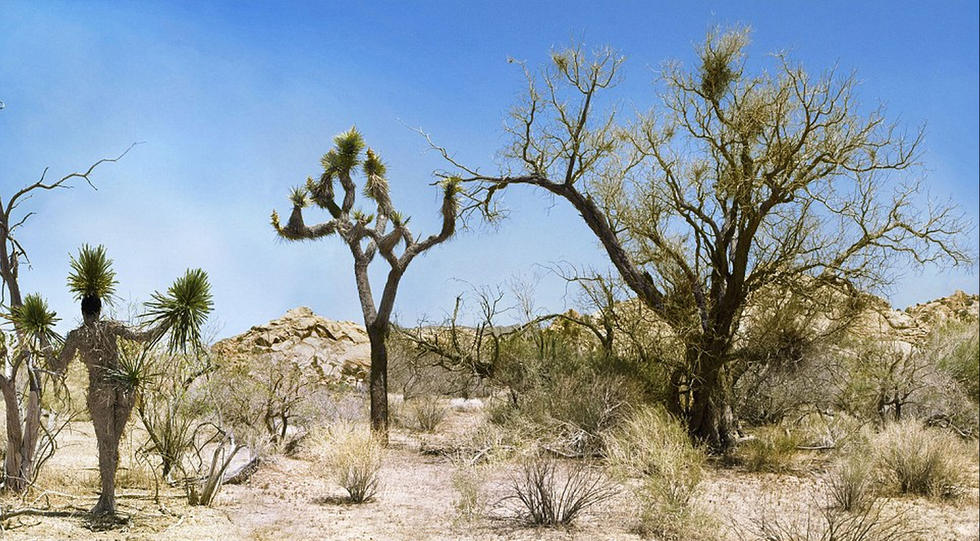 Des peintures corporelles qui s'intègrent dans l'environnement