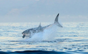 Scènes palpitantes d'un grand requin blanc chassant le phoque en Afrique du Sud