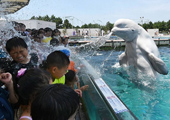 Japon : un béluga pour vous rafra?chir