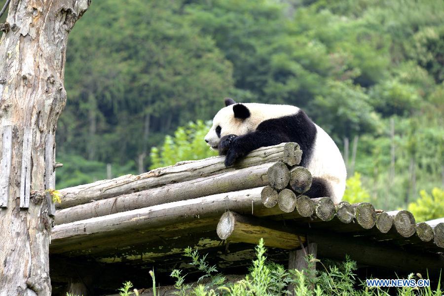 Photos d'adorables pandas géants