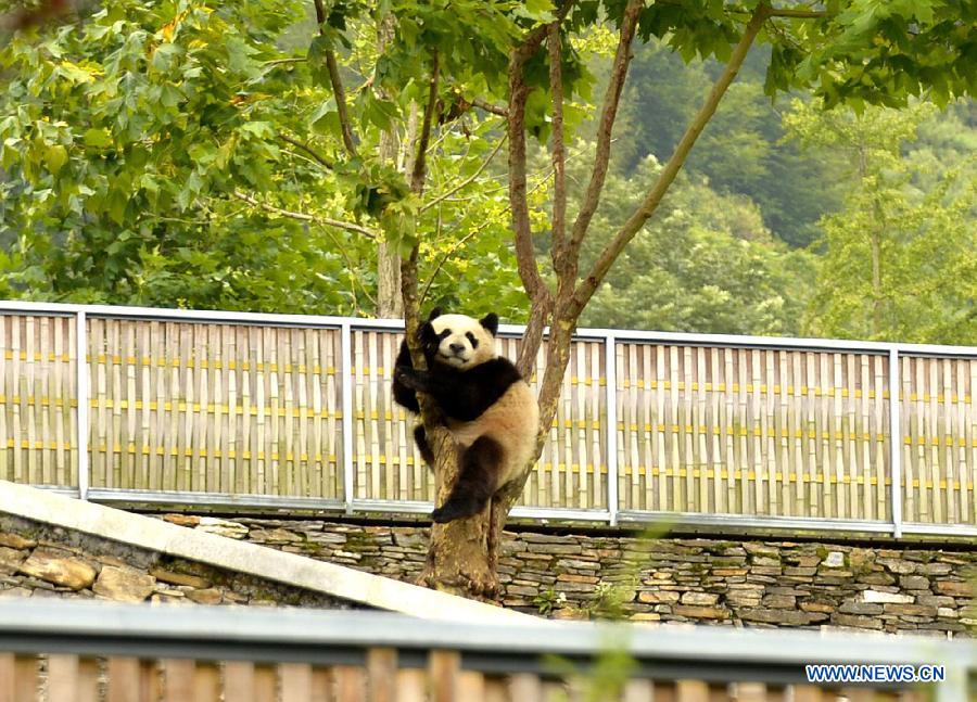 Photos d'adorables pandas géants