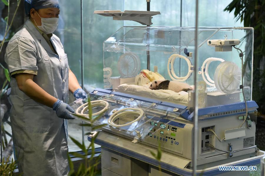 Un bébé panda re?oit des soins médicaux à Guangzhou