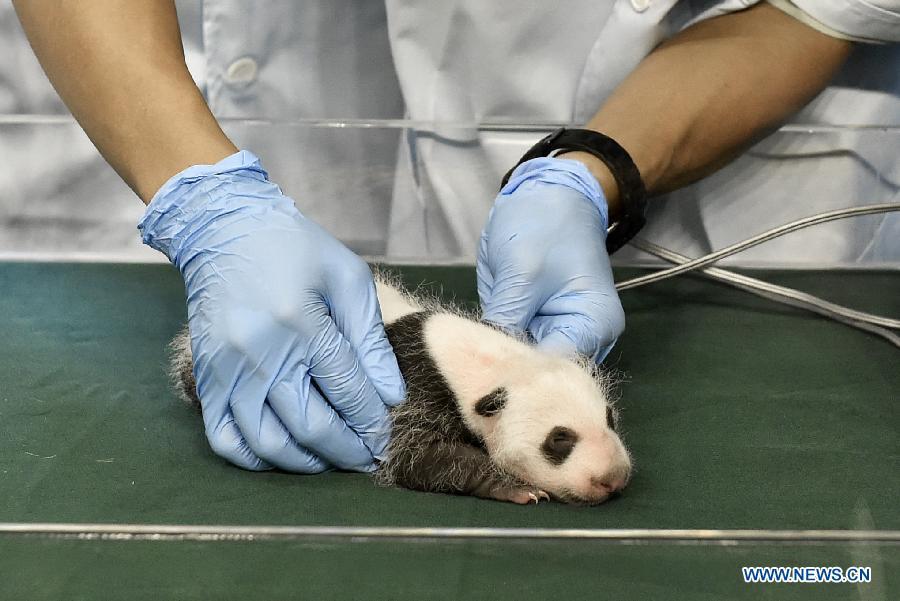 Un bébé panda re?oit des soins médicaux à Guangzhou