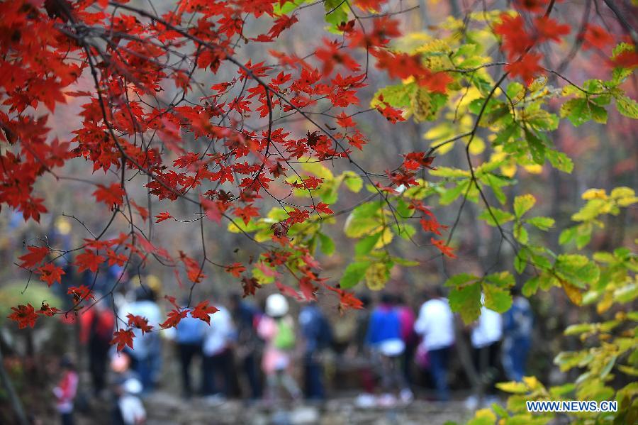 Photos : érables rouges à Benxi en Chine