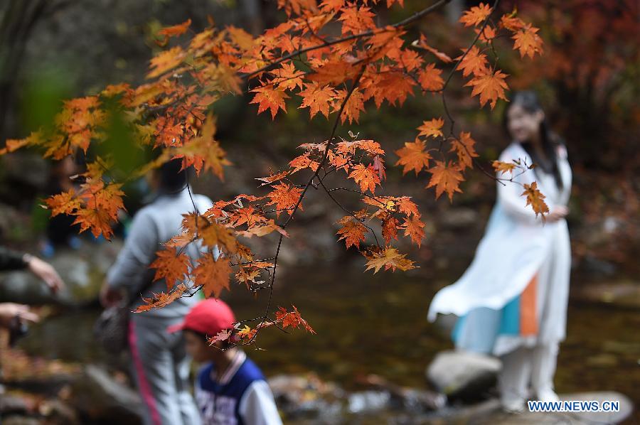 Photos : érables rouges à Benxi en Chine