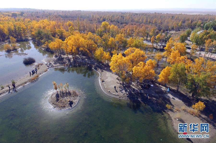 Le désert de Badain Jaran et ses peupliers de l'Euphrate en automne