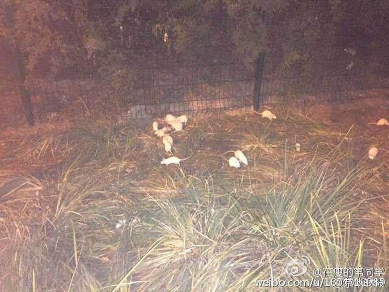 Beijing : une centaine de souris blanches retrouvées près du parc olympique