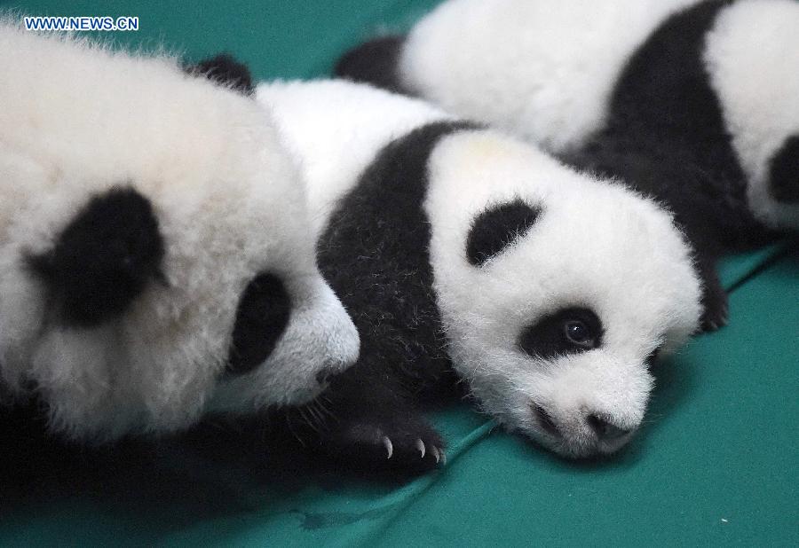 Sud-ouest de la Chine : des pandas jumeaux à la rencontre du public