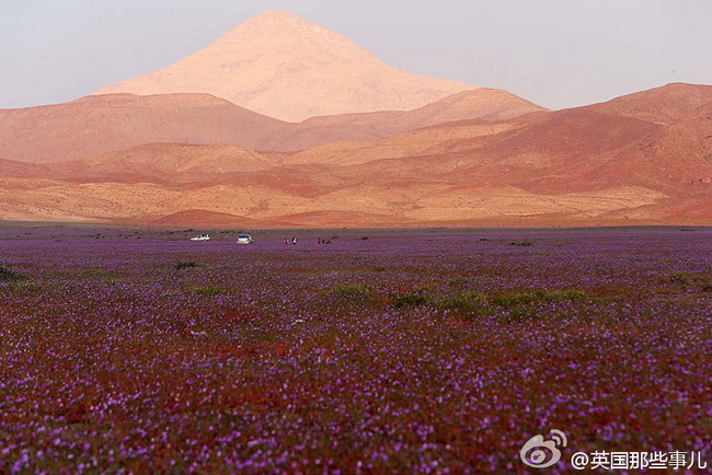 Chili : des fleurs dans le désert le plus sec du monde