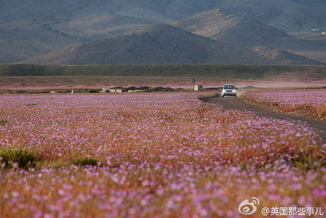 Chili : des fleurs dans le désert le plus sec du monde