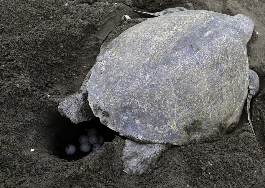 Costa Rica : des milliers de tortues viennent pondre le long des c?tes 