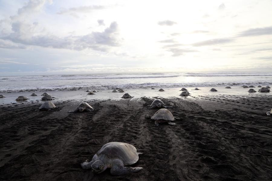 Costa Rica : des milliers de tortues viennent pondre le long des c?tes 