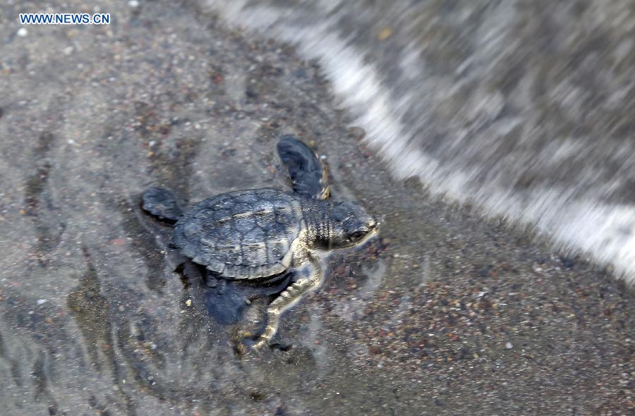 Costa Rica : des milliers de tortues viennent pondre le long des c?tes 