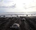 Costa Rica : des milliers de tortues viennent pondre le long des c?tes