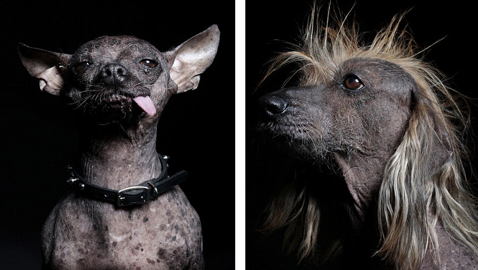 Les portraits des chiens les plus laids du monde, une autre conception de la beauté