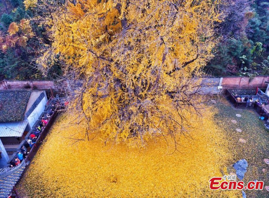 Le tapis doré des feuilles d'un gingko vieux de 4000 ans en Chine