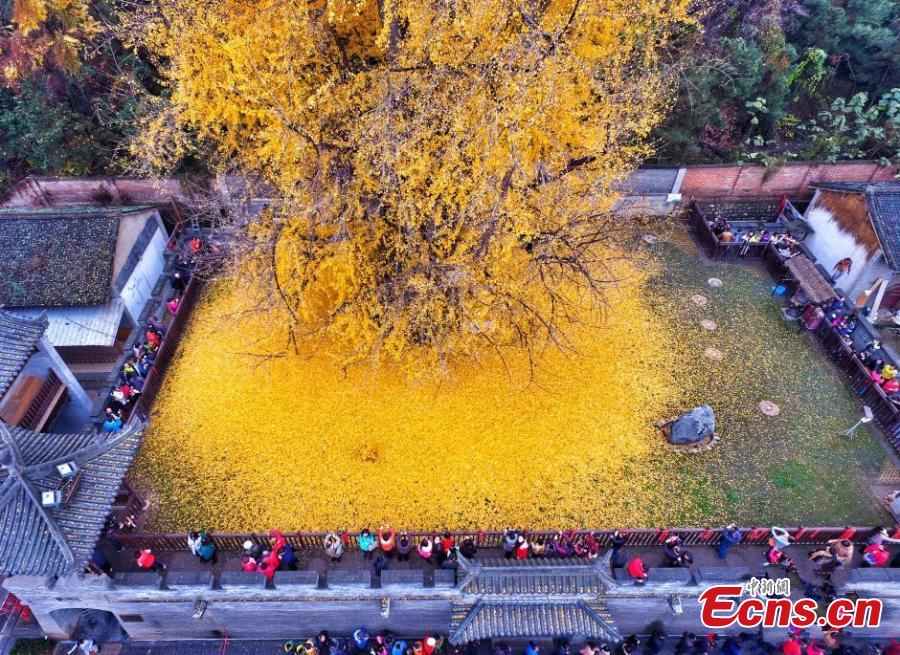 Le tapis doré des feuilles d'un gingko vieux de 4000 ans en Chine