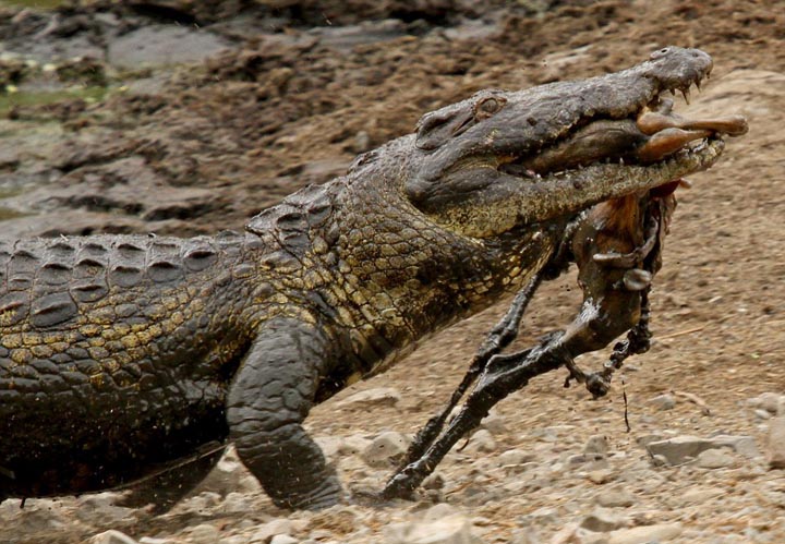 Sécheresse : les impalas sous la menace des crocodiles