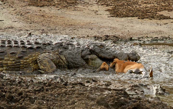 Sécheresse : les impalas sous la menace des crocodiles