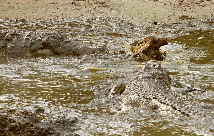 Sécheresse : les impalas sous la menace des crocodiles