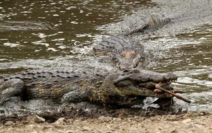 Sécheresse : les impalas sous la menace des crocodiles