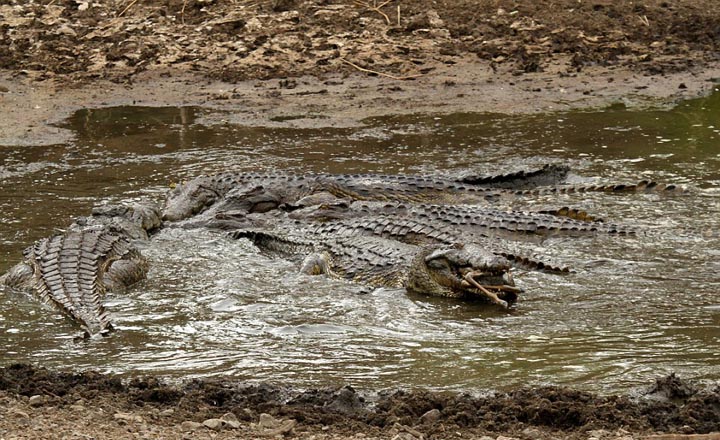 Sécheresse : les impalas sous la menace des crocodiles