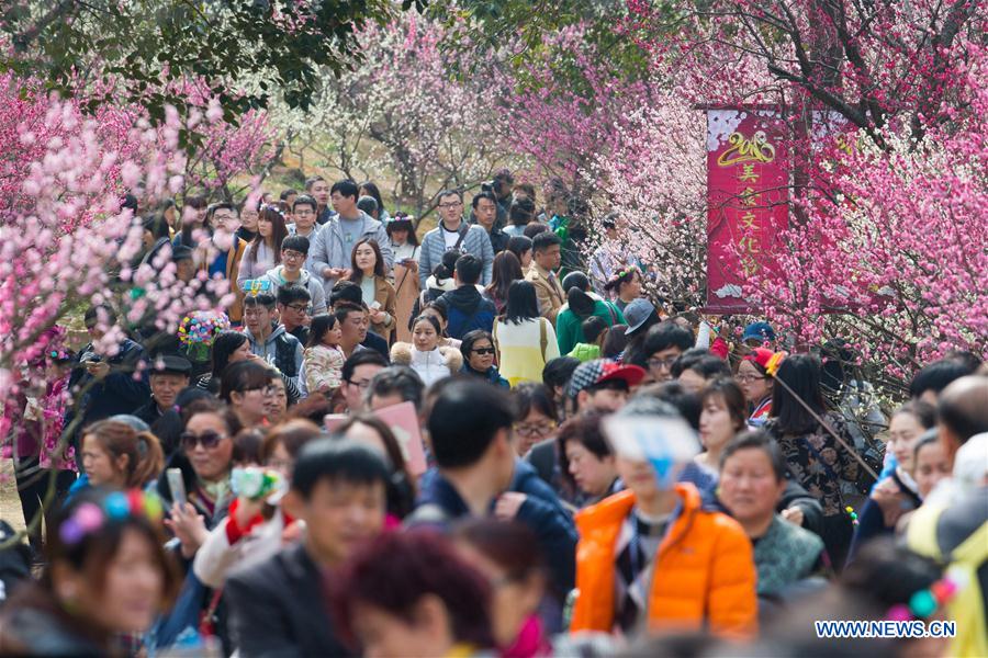 Beauté des pruniers en fleurs dans le sud-est de la Chine