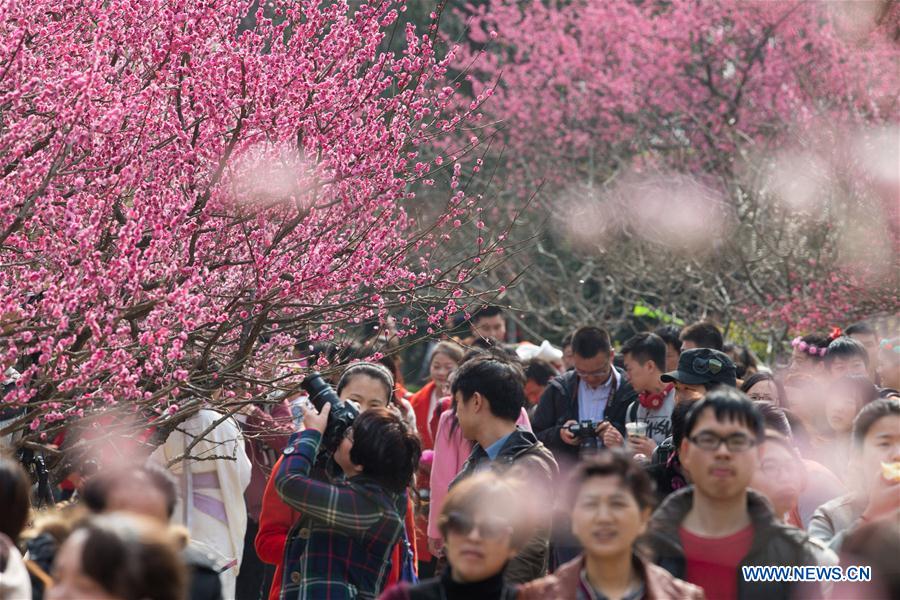 Beauté des pruniers en fleurs dans le sud-est de la Chine