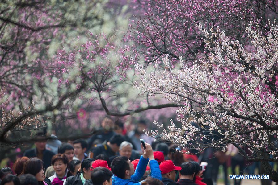 Beauté des pruniers en fleurs dans le sud-est de la Chine