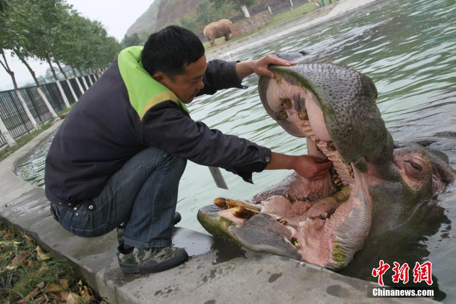 Chongqing : un hippopotame chez le dentiste...