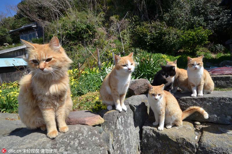 Le Japon et son ?le aux chats