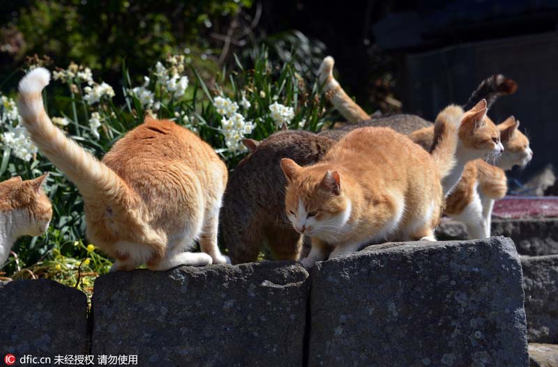 Le Japon et son ?le aux chats