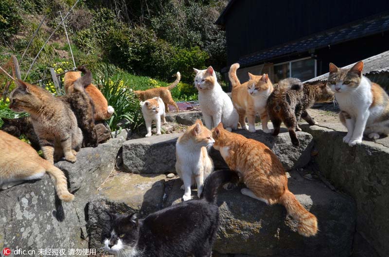 Le Japon et son ?le aux chats