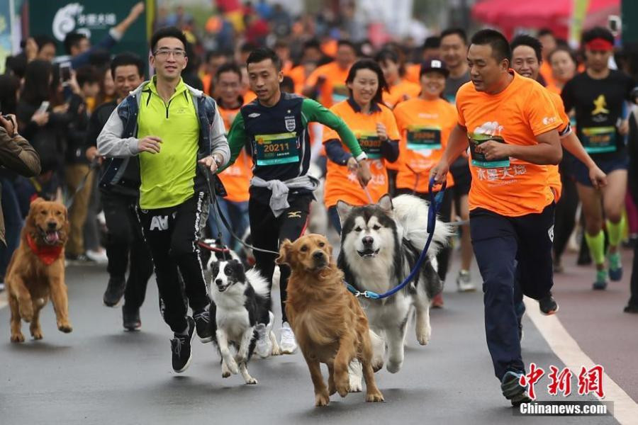 Un mini marathon pour chiens