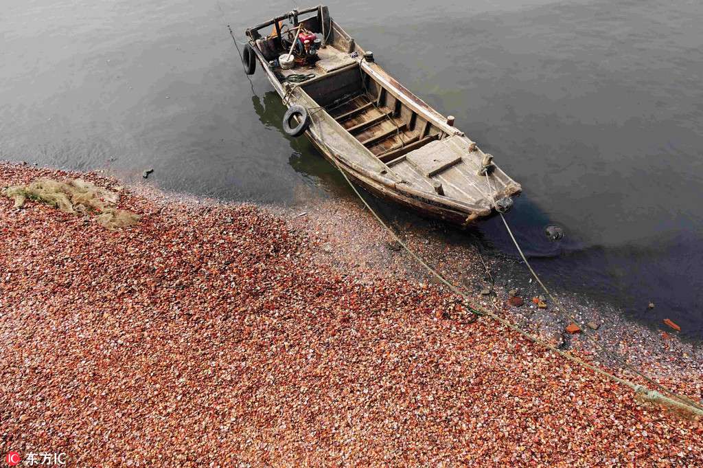 Qingdao : une merveilleuse plage de coquillages