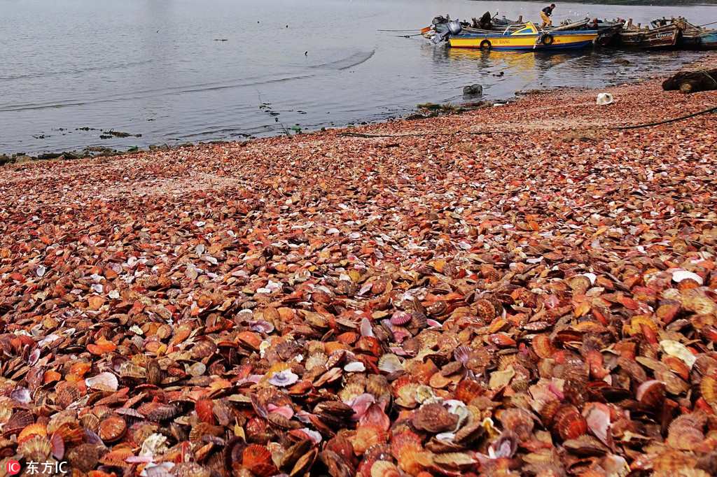 Qingdao : une merveilleuse plage de coquillages