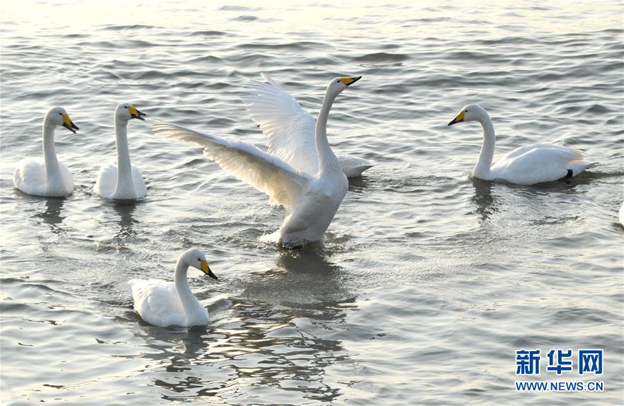 De nombreux cygnes adoptent la réserve naturelle du Shandong 