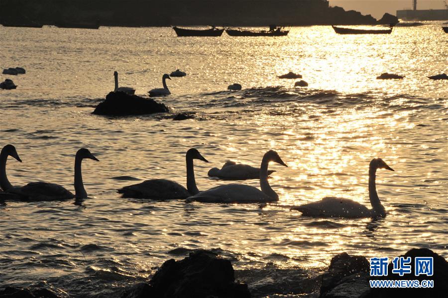 De nombreux cygnes adoptent la réserve naturelle du Shandong 