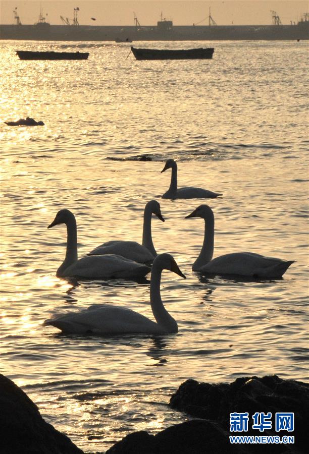 De nombreux cygnes adoptent la réserve naturelle du Shandong 