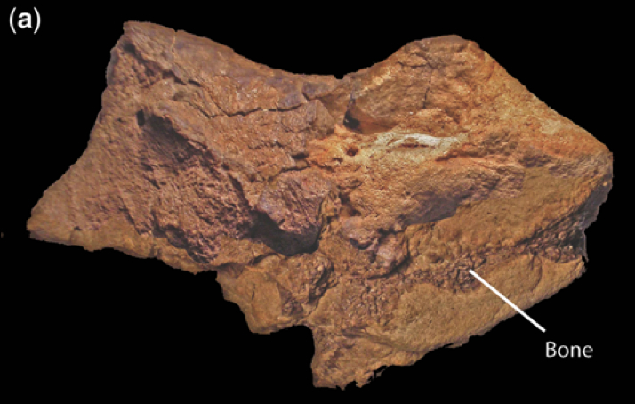 Découverte du premier fossile de cerveau de dinosaure jamais vu au Royaume-Uni