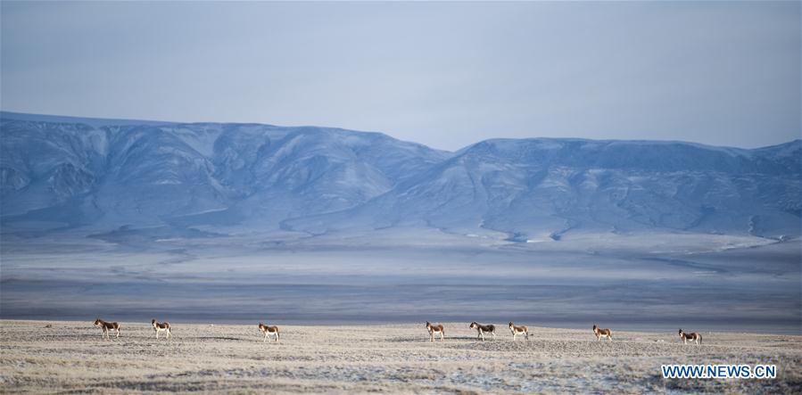 Plus d'animaux sauvages dans la réserve de Sanjiangyuan 